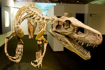 The Oldest Dinosaur